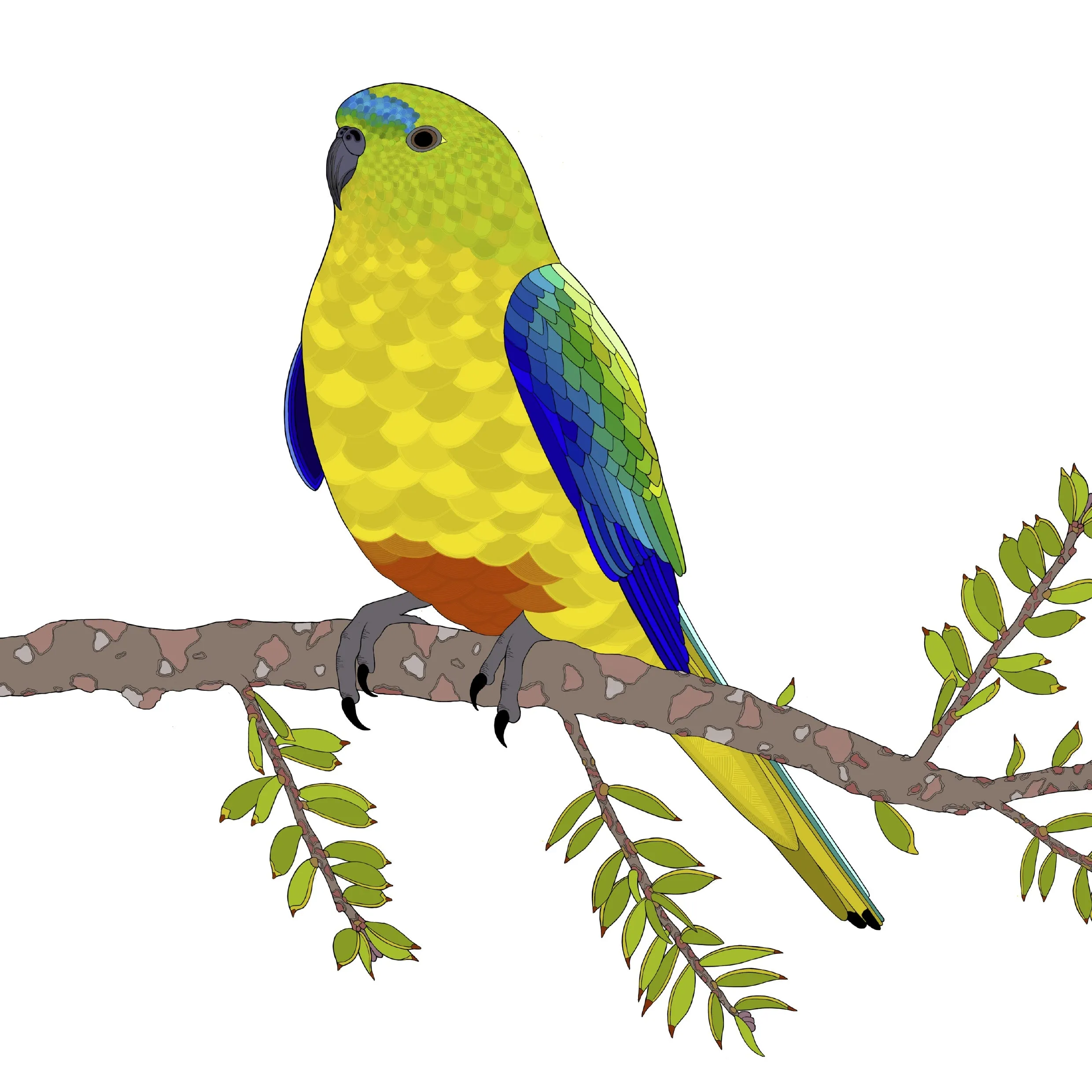 A-Z Australian Animals Orange Bellied Parrot Art Print