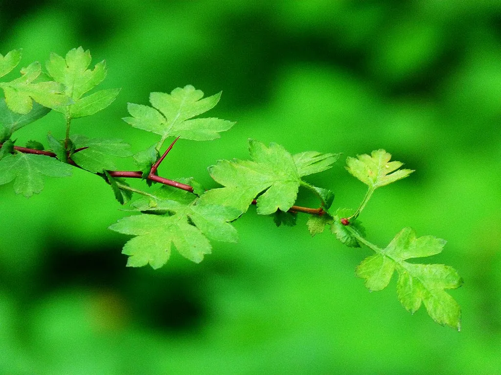 English Hawthorn  Crataegus monogyna 10 Seeds  USA Company
