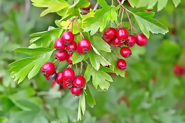 English Hawthorn  Crataegus monogyna 10 Seeds  USA Company