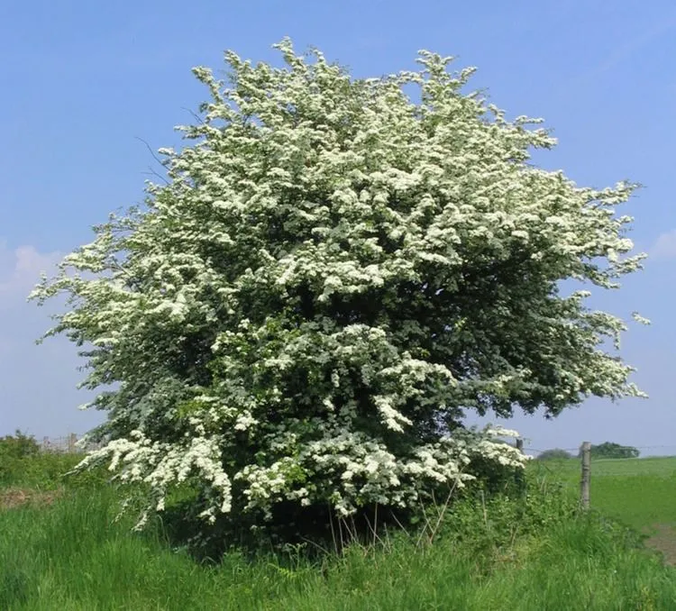 English Hawthorn  Crataegus monogyna 10 Seeds  USA Company