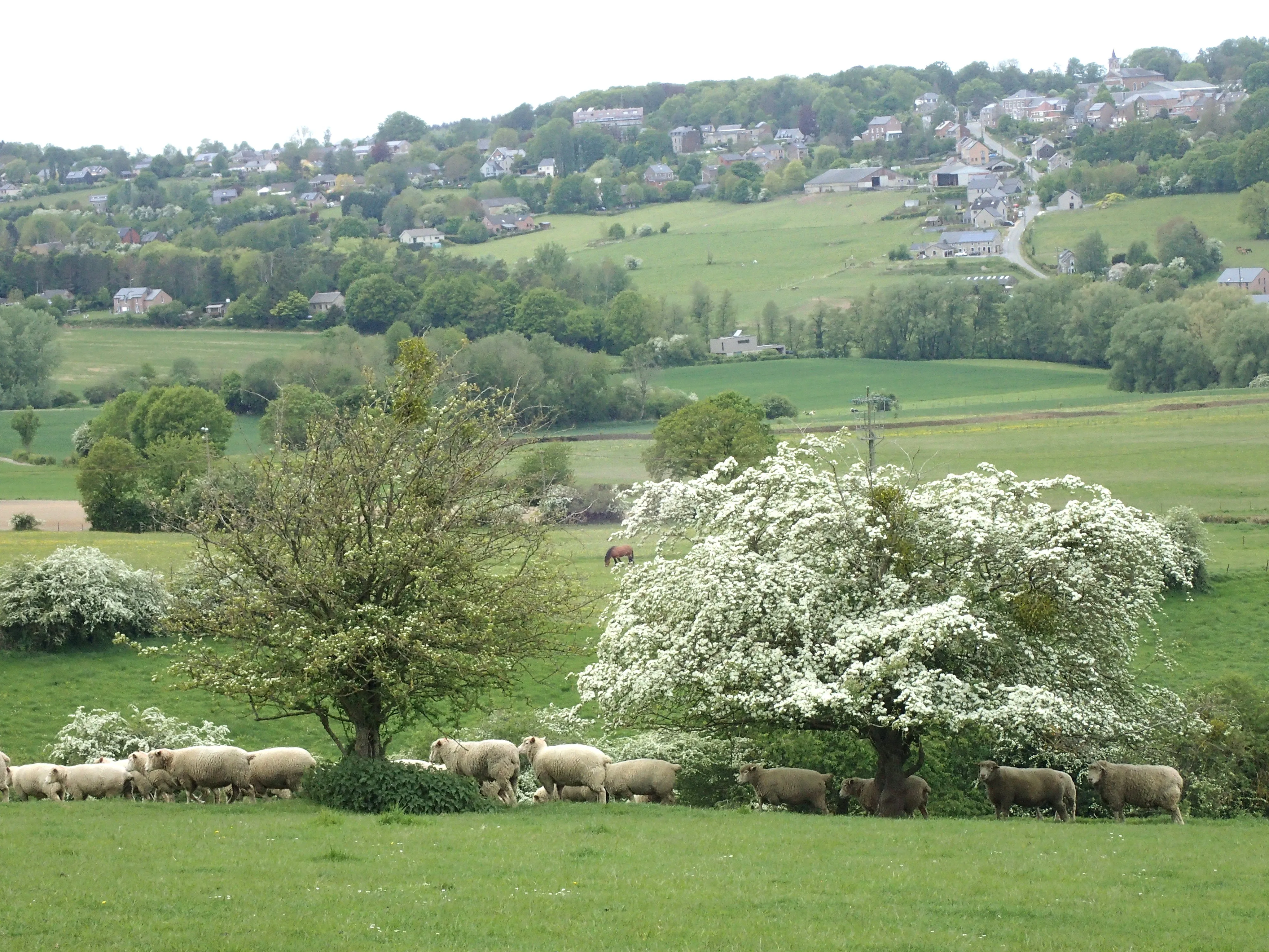 English Hawthorn  Crataegus monogyna 10 Seeds  USA Company