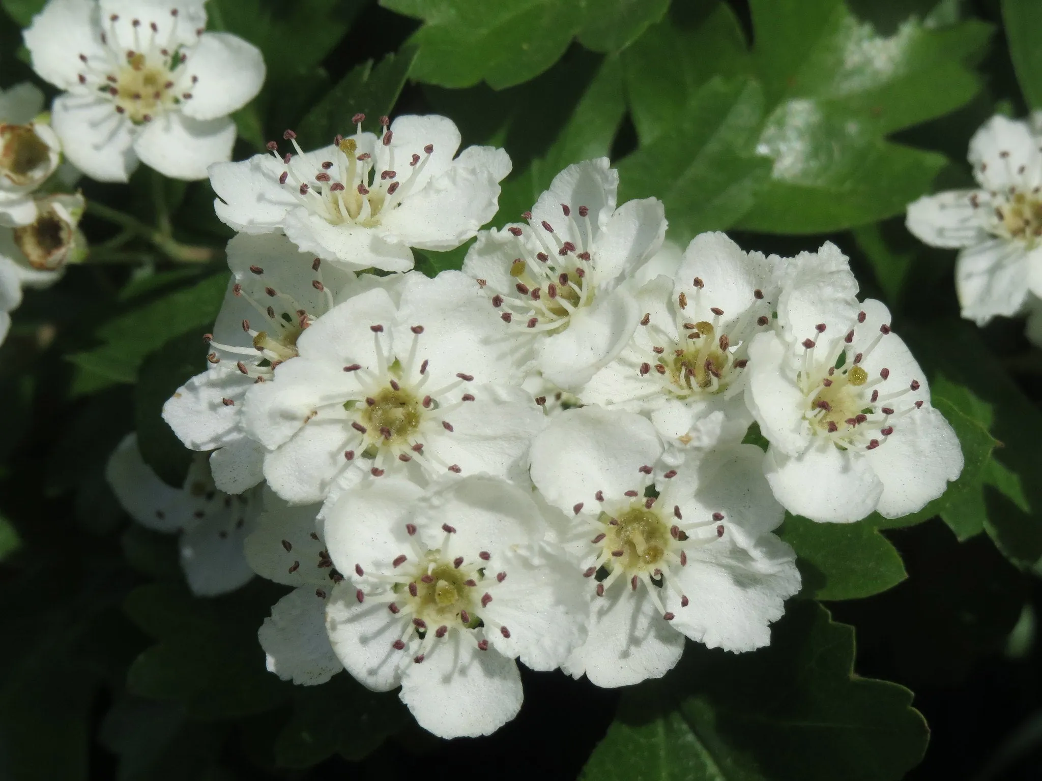 English Hawthorn  Crataegus monogyna 10 Seeds  USA Company